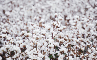 Notre interview avec Textile Exchange Cotton Diaries